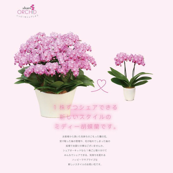 楽天市場 シェア オーキッド 7号5f 5人分 ミディ 胡蝶蘭 花 プレゼント ギフト ミニ胡蝶蘭 ミディ胡蝶蘭 鉢花 花鉢 鉢植え 室内 フラワーギフト 誕生日プレゼント パーティー パーティ 装花 お花 寄せ植え Tokyo Small Gift