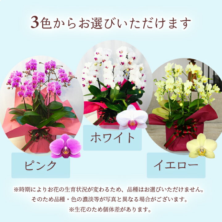 楽天市場 シェア オーキッド 7号5f 5人分 ミディ 胡蝶蘭 花 プレゼント ギフト ミニ胡蝶蘭 ミディ胡蝶蘭 鉢花 花鉢 鉢植え 室内 フラワーギフト 誕生日プレゼント パーティー パーティ 装花 お花 寄せ植え Tokyo Small Gift