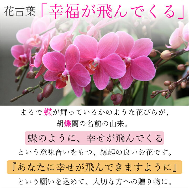 楽天市場 ミディ 胡蝶蘭 2本立 ダブル In Your Room ボルドー 紫 紫色 プラスチックポット 花 鉢植え ギフト プレゼント お祝い 花鉢 お花 送料無料 ミニ胡蝶蘭 ミディ胡蝶蘭 チャチャ チャーリー ドルチェ 誕生日 記念日 還暦 古希 喜寿 母 女性 男性