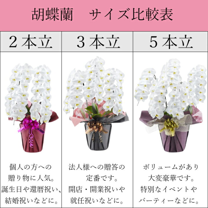 楽天市場 胡蝶蘭 大輪 3本立 30輪以上 白 生花 花 誕生日 プレゼント ギフト 女性 お祝い 祝い 御祝 新築祝い 引越祝い 落成祝い 上場祝い 御見舞い 還暦 古希 喜寿 傘寿 米寿 出産祝 周年 祝い Tokyo Small Gift