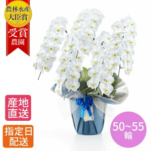 y ACjz  Ӓ  A   5{ 50~55ֈȏ 3L/֌Ӓ  ސE j R`E 傤 Ӓ JXj ސEj a  seika   a v[g 