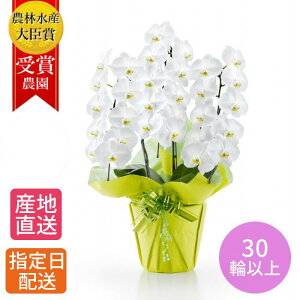 A  Mtg Ӓ wӒ  3{ 30ֈȏ x Ԕ v[g      蕨 ` 60  jN JXj JƏj ړ]j Ij ACj
