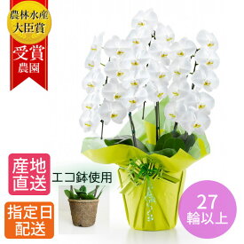 花 胡蝶蘭 大輪 鉢植え 花 白 3本立 27輪以上 エコ鉢/大輪胡蝶蘭 白 退職 お祝い コチョウラン こちょうらん 胡蝶蘭 開店祝い 退職祝い 誕生日 生花 seika ラン 花 誕生日 プレゼント 女性 ギフト 御祝 引越祝い 新築祝い 周年 祝い