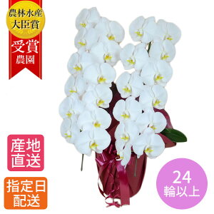 ySSz Ӓ  A   2{ 24ֈȏ/֌Ӓ j R`E 傤 Ӓ JXj ސEj a   a v[g  Mtg j zj