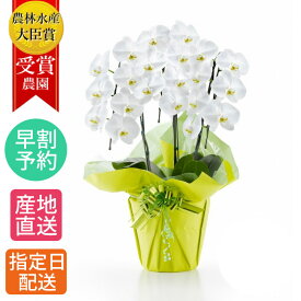 花 胡蝶蘭 大輪 鉢植え 花 白 3本立 18輪以上 白 / 大輪胡蝶蘭 退職 お祝い コチョウラン こちょうらん 胡蝶蘭 開店祝い 退職祝い 誕生日 生花 seika ラン 花 誕生日 プレゼント 女性 ギフト 御祝 引越祝い 新築祝い 周年 祝い