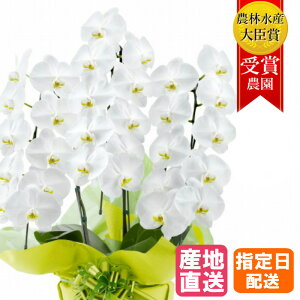 Mtg  v[g Ӓ  3{ 30ֈȏ  ސE j R`E 傤 Ӓ JXj ސEj a  seika   a v[g  Mtg j zj