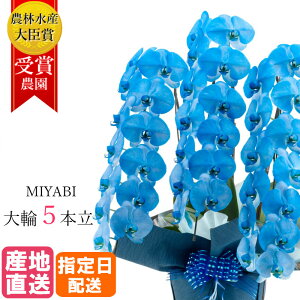 Ӓ  lCr[ u[ 5{ 55ֈȏ MIYABI /  F u[ ō ֌Ӓ  R`E Ӓ ސE Mtg j 傤 a    v[g JƏj 