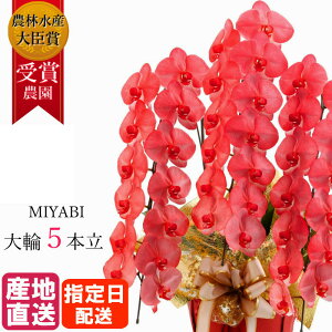 Ӓ  bh 5{ 45ֈȏ MIYABI / ō ֌Ӓ a j   JXj I[v җ J@ J AC h] i Mtg v[g   ԐF j ACj