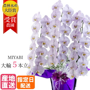 Ӓ  ݂ 5{ 55ֈȏ MIYABI / ō ֌Ӓ a j  Ӓ Mtg v[g 䒆   JXj I[v җ J@ J AC  F  Z p[v 