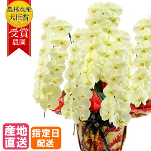 Ӓ   5{ 45ֈȏ MIYABI / ō ֌Ӓ a j  Ӓ Mtg v[g 䒆  JXj I[v җ J@ J AC i ܏j F CG[ P