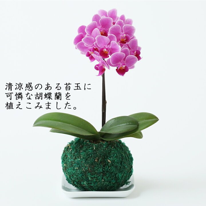 楽天市場 早割 苔玉 マイクロ 胡蝶蘭 ピンク 受皿付き 和盆 花 盆栽風 鉢植え お花 室内 ミニ胡蝶蘭 ミディ胡蝶蘭 盆栽 卓上 誕生日 ギフト プレゼント 女性 男性 お祝い 祝い 退職祝い 引越し祝い 還暦 古希 父 母 敬老の日 祖父 祖母 おじいちゃん