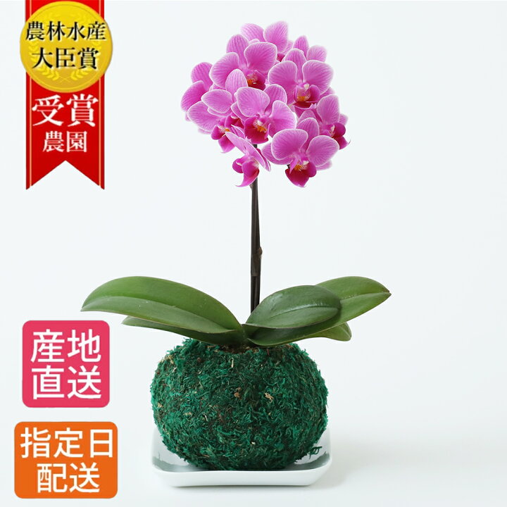 楽天市場 早割 苔玉 マイクロ 胡蝶蘭 ピンク 受皿付き 和盆 花 盆栽風 鉢植え お花 室内 ミニ胡蝶蘭 ミディ胡蝶蘭 盆栽 卓上 誕生日 ギフト プレゼント 女性 男性 お祝い 祝い 退職祝い 引越し祝い 還暦 古希 父 母 敬老の日 祖父 祖母 おじいちゃん