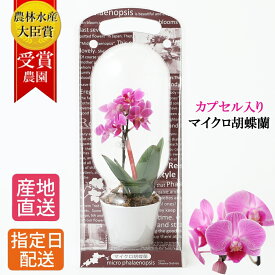 マイクロ 胡蝶蘭 カプセル入り 1本立 2.5号 ピンク イエロー ホワイト 花 母の日 鉢植え ギフト プレゼント 胡蝶蘭 お花 送料無料 ミニ胡蝶蘭 ミディ胡蝶蘭 ミニ 小 ミディ 開店祝い 開業祝い 移転祝い お歳暮