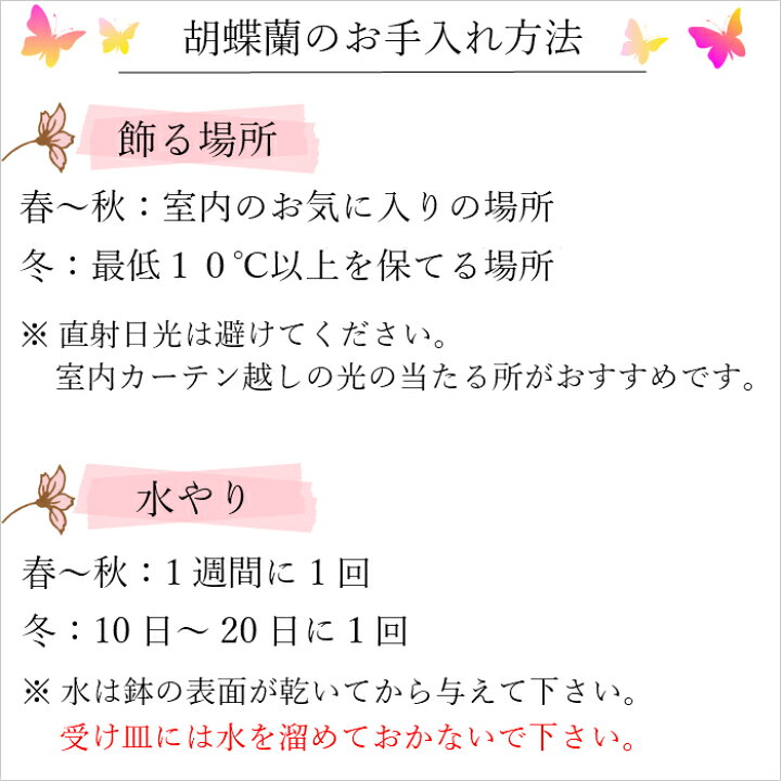 楽天市場 母の日 早割 マイクロ胡蝶蘭 1本立 2 5号 ピンク 花 鉢植え ギフト プレゼント 胡蝶蘭 花鉢 鉢花 生花 ラン お花 送料無料 ミニ胡蝶蘭 ミディ胡蝶蘭 小さい 激安 配送日指定 誕生日 開店祝い 開業祝い 移転祝い 還暦祝い お祝い 祝い 古希 喜寿 米寿 傘寿