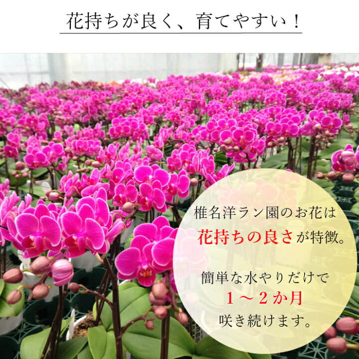楽天市場 期間限定 3850円 3280円 早割 母の日 マイクロ 胡蝶蘭 1本立 2 5号 ピンク 花 鉢植え フラワー ギフト プレゼント お歳暮 お正月 花鉢 蘭 お花 ミニ胡蝶蘭 ミディ胡蝶蘭 ミニ 小 小さい ミディ かわいい お祝い お供え おしゃれ 女性 お母さん 母 誕生日 楽天市場 期間限定 3850円 3280円 早割 母の日 マイクロ 胡蝶蘭 1本立 2 5号 ピンク 花 鉢植え フラワー ギフト プレゼント お歳暮 お正月 花鉢 蘭 お花 ミニ胡蝶蘭 ミディ胡蝶蘭 ミニ 小 小さい ミディ かわいい お祝い お供え おしゃれ 女性 お母さん 母 誕生日