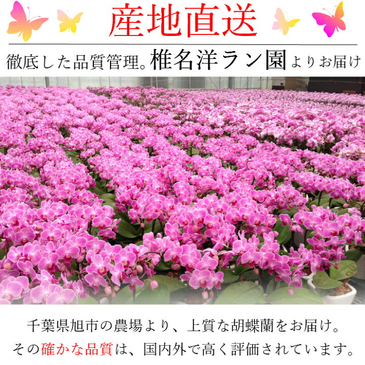 楽天市場 早割 マイクロ 胡蝶蘭 1本立 2 5号 ピンク 花 鉢植え 室内 フラワー ギフト プレゼント 花鉢 鉢花 蘭 お花 ミニ胡蝶蘭 ミディ胡蝶蘭 かわいい お祝い お供え おしゃれ 女性 男性 母 父 誕生日 還暦 結婚 記念 内祝 お歳暮