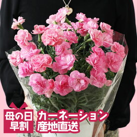 【母の日 早割】カーネーション ピンク 母の日 ギフト プレゼント 鉢植え 花 生花 お花 花鉢 鉢花 母 義母 プレゼント ギフト 60代 50代 40代 お祝い お母さん 女性 男性 誕生日 還暦 室内 大内園芸 産地直送 産直 希少 かわいい