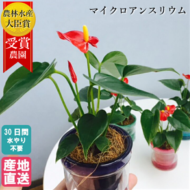 楽天市場 早割 就任祝い 母の日 観葉植物 マイクロ アンスリウム アクアポット アンスリューム 紅団扇 室内用 植物 本物 グリーン 鉢 おしゃれ 鉢植え 卓上 ミニ胡蝶蘭 ミディ胡蝶蘭 ミニ 小 小さい プレゼント 贈り物 開店祝い 新築祝い 誕生日 Tokyo Small Gift