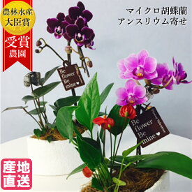 楽天市場 母の日 寄せ植えの通販