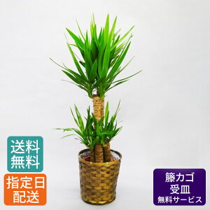 出産祝い 観葉植物の人気商品 通販 価格比較 価格 Com