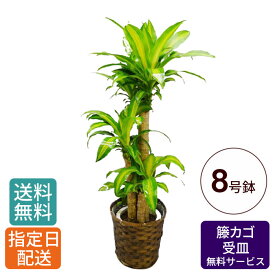 楽天市場 鉢植え 木 玄関の通販 楽天市場 鉢植え 木 玄関の通販
