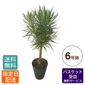 玄関 鉢植え 木の人気商品 通販 価格比較 価格 Com 玄関 鉢植え 木の人気商品 通販 価格比較 価格 Com