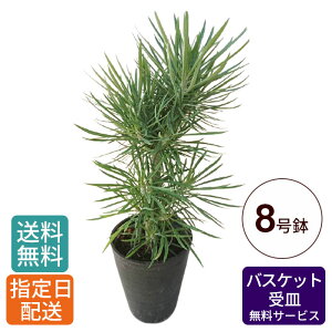 玄関 鉢植え 木の人気商品 通販 価格比較 価格 Com