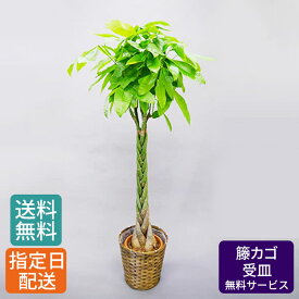 観葉植物 パキラ 8号 / 10号 籐カゴ 受皿付き 発財樹 money tree 大型 鉢 おしゃれ インテリア グリーン 鉢植え カゴ付き 受け皿付き 大きい 大 室内用 本物 お祝い 開店祝い 開所祝い 開業祝い 移転祝い 新築祝い 引越し祝い 結婚祝い 内祝い 記念 お祝い 祝い