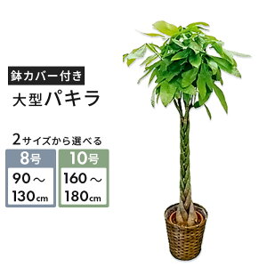 ϗtA pL 8 / 10 كJS Mt  money tree ^   CeA O[ A JSt 󂯎Mt 傫 p { j JXj J ړ] Vz z 