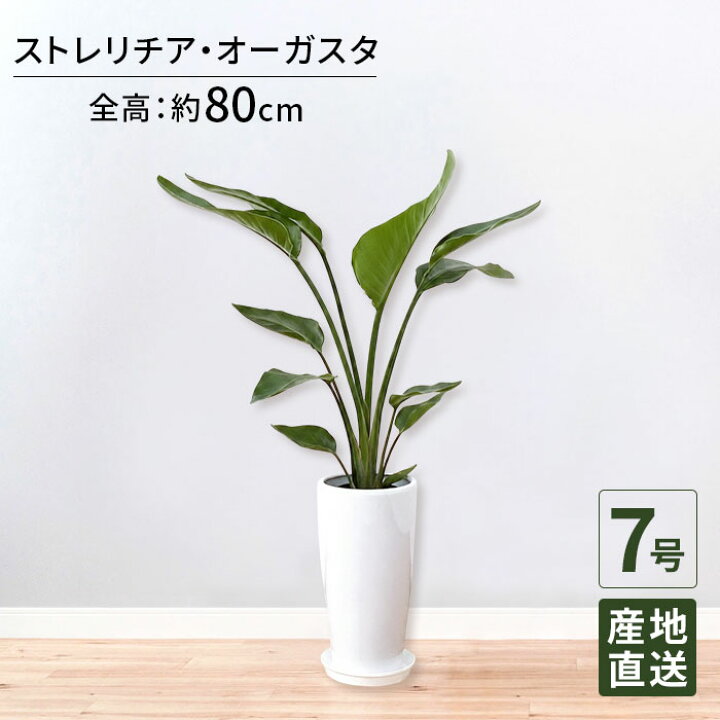 楽天市場】観葉植物 ストレリチア オーガスタ7号 丸陶器ロング 高さ 