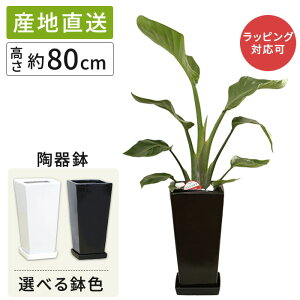 観葉植物 ストレリチア オーガスタ 6号 角高陶器/鉢 鉢植え 小 小さい インテリア 植物 陶器鉢 自宅 お祝い 御祝 開業祝 オープン 新築 引越し 新生活 プレゼント ギフト