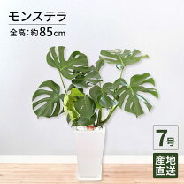 楽天市場】モンステラ 9号の通販