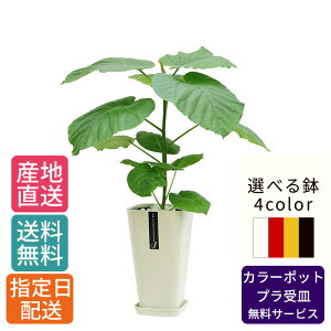 観葉植物 ウンベラータ 6号 カラ?ポット / 鉢 おしゃれ 鉢植え 小 小さい インテリア 室内用 植物 本物 自宅 お祝い 御祝 開業祝 オープン 新築 引越し 結婚 新生活 プレゼント 御中元 中元 ギ