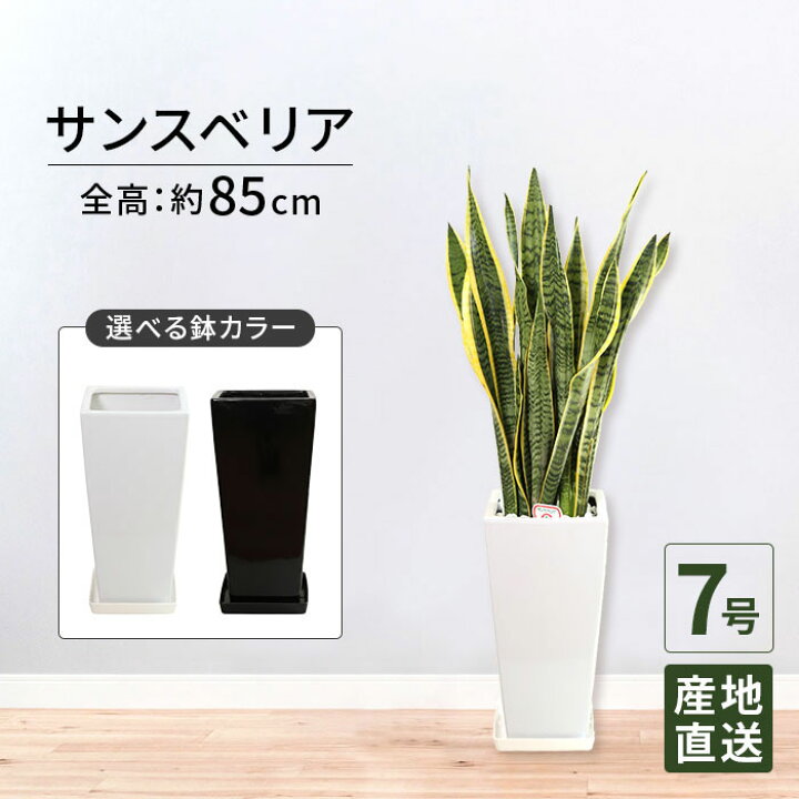 楽天市場】観葉植物 サンスベリア 7号 角高陶器 サンセベリア トラノオ 