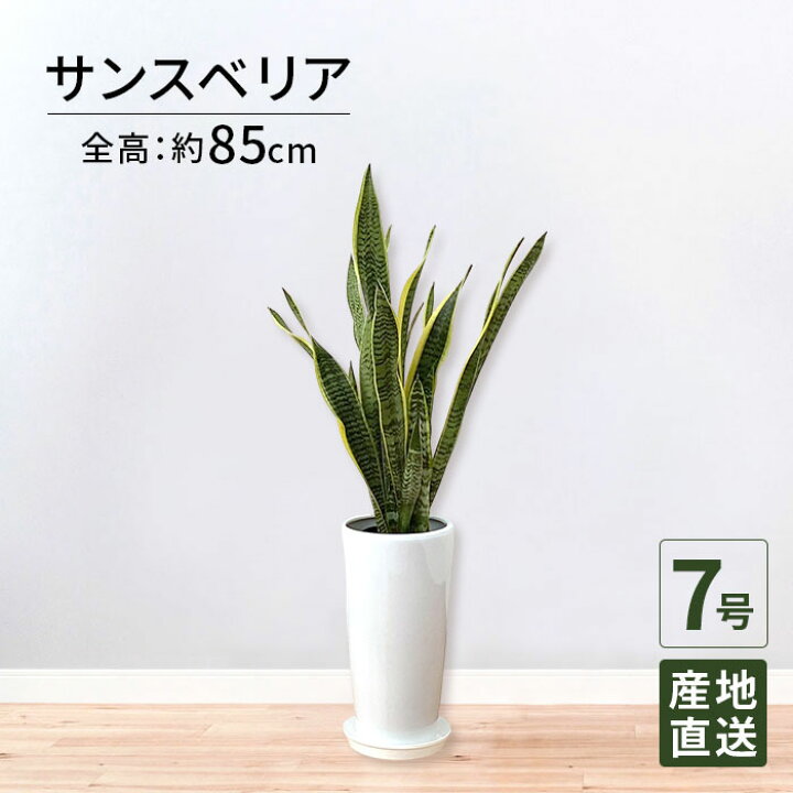 楽天市場】観葉植物 サンスベリア 7号 丸陶器ロング 高さ85cm /鉢 