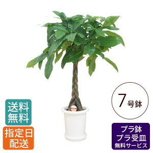 ϗtA pL 7 ۃv /  money tree  A ^ 傫 CeA O[ A  Vv  j JƏj I[v Vz V z v[g  Mtg