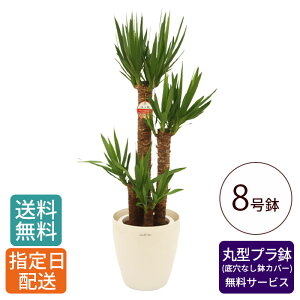 観葉植物 ユッカ 青年の木 8号 丸プラ(鉢カバー) / 鉢 おしゃれ 鉢植え 大 大型 大きい インテリア グリーン 室内用 植物 本物 自宅 お祝い 祝い 御祝 開業祝 オープン 新築 新生活 引越し プレ