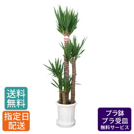 観葉植物 ユッカ 青年の木 尺プラ 10号/ 鉢 おしゃれ 鉢植え 大 大型 大きい インテリア グリーン 室内用 植物 本物 自宅 お祝い 祝い 御祝 開業祝 オープン 新築 新生活 引越し プレゼント 御中元 中元 ギフト