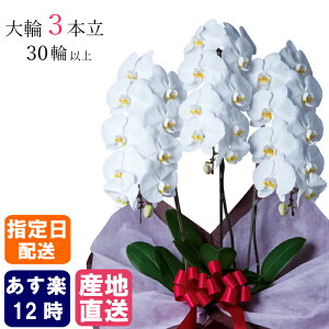 昇進祝い 胡蝶蘭の人気商品 通販 価格比較 価格 Com
