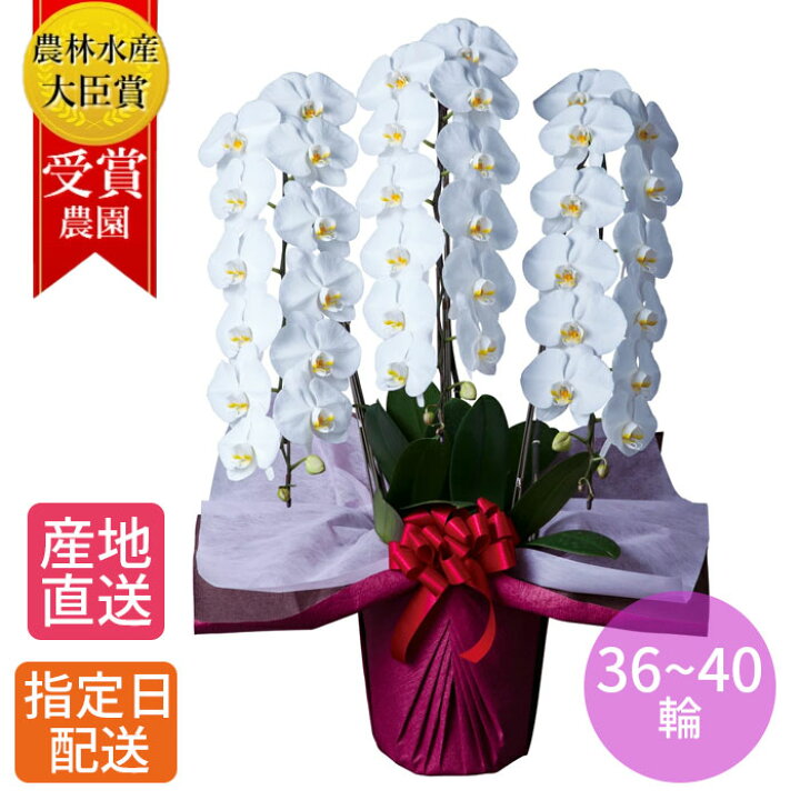 楽天市場 胡蝶蘭 大輪 白 3本立 36 40輪以上 4l 大輪胡蝶蘭 生花 花 誕生日 プレゼント 御中元 中元 ギフト 女性 お祝い 祝い 御祝 開店祝い 開業祝い 移転祝い 就任祝い 新築祝い 引越祝い 周年 祝い 就任祝い 事務所開き 当選祝い Tokyo Small