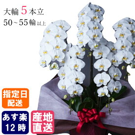 胡蝶蘭 大輪 白 5本立 50~55輪以上 3L 大輪胡蝶蘭 就任祝い 生花 花 母の日 鉢植え 室内 誕生日 プレゼント 御中元 中元 ギフト 女性 男性 お祝い 祝い 御祝 開店祝い 開業祝い 移転祝い 新築祝い 落成祝い 引越祝い 周年 祝い 事務所開き 当選祝い 還暦 古希 喜寿