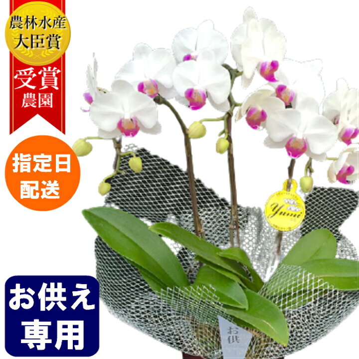 楽天市場 お供え 花 ミディ 胡蝶蘭 3本立 5号 白 葬式の花 葬儀の花 お供え花 お悔やみ仏花 献花 供花 通夜 葬儀 告別式 法要 仏事 仏壇 命日 法事 献花 一周忌 三回忌 七回忌 十三回忌 Tokyo Small Gift