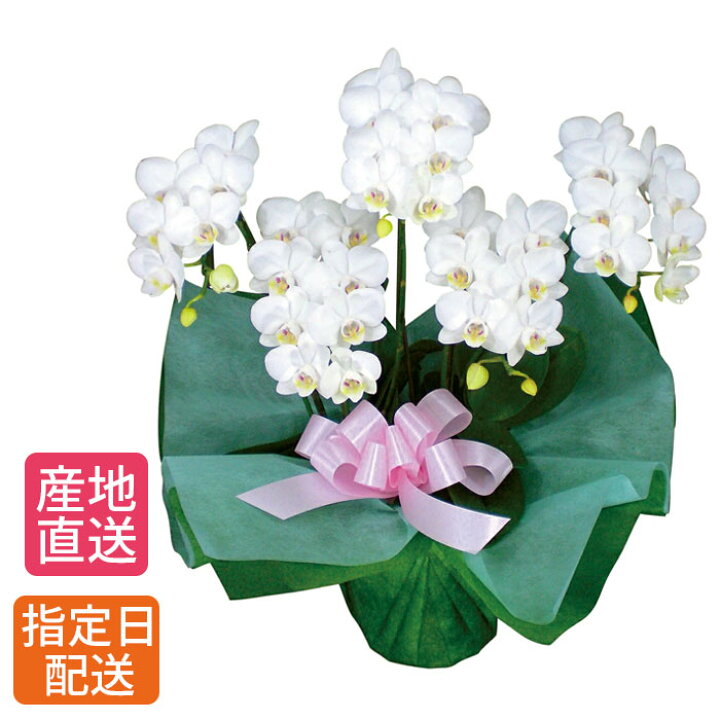 楽天市場 ミディ 胡蝶蘭 5本立 白 花 鉢植え ギフト プレゼント 御中元 中元 胡蝶蘭 マイクロ 胡蝶蘭 花鉢 ラン お花 送料無料 ミニ胡蝶蘭 ミディ胡蝶蘭 ミニ 小 ホワイト 小さい 誕生日 贈り物 母 義母 女性 還暦祝い Tokyo Small