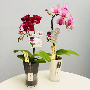 お祝い 花 おしゃれの通販 価格比較 価格 Com