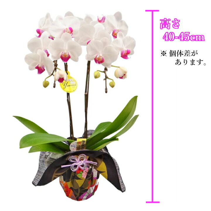 楽天市場 ミディ 胡蝶蘭 2本立 4号 白 風呂敷 包み お花 花 和風 京都 日本 卓上 ミニ胡蝶蘭 ミディ胡蝶蘭 ミニ 小 小さい 花 フラワー 誕生日プレゼント 誕生日 ギフト 花 還暦祝い 古希 喜寿 米寿 傘寿 男性 父