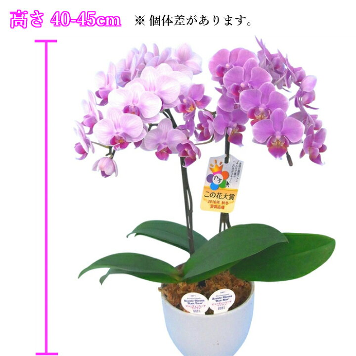 楽天市場 母の日 早割 リンリンランラン 寄せ植え ミディ 胡蝶蘭 4 5号 2本立 ピンク 花 母の日 鉢植え お祝い 祝い ギフト プレゼント 花鉢 お花 ミニ胡蝶蘭 ミディ胡蝶蘭 陶器 鉢 かわいい おしゃれ 高級 豪華 誕生日 リン 女性 母