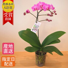 ミディ 胡蝶蘭 1本立 プラスチックポット ピンク in your room 花 母の日 鉢植え ギフト プレゼント 胡蝶蘭 花鉢 お花 送料無料 ミニ胡蝶蘭 ミディ胡蝶蘭 ミニ 小 配送日指定 誕生日 お歳暮