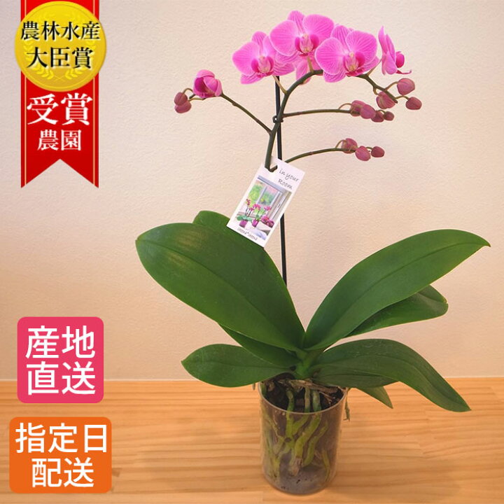 楽天市場 ミディ 胡蝶蘭 1本立 プラスチックポット ピンク In Your Room 花 鉢植え ギフト プレゼント 胡蝶蘭 花鉢 お花 送料無料 ミニ胡蝶蘭 ミディ胡蝶蘭 ミニ 小 配送日指定 誕生日 開 Tokyo Small Gift