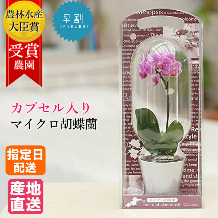 楽天市場 早割 母の日 マイクロ 胡蝶蘭 カプセル入り 1本立 2 5号 ピンク 花 鉢植え ギフト プレゼント 感謝 お正月 蘭 花鉢 鉢花 生花 ラン お花 送料無料 ミニ胡蝶蘭 ミディ胡蝶蘭 小さい ミディ 誕生日 贈り物 母 かわいい おしゃれ 女性 お祝い