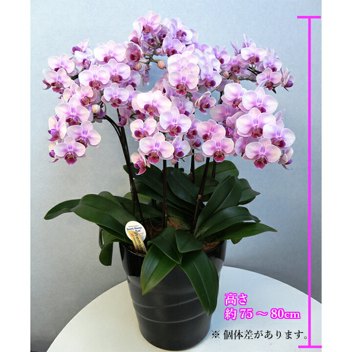 楽天市場 早割 母の日 母の日ギフト 花 初売り 母の日プレゼント お 鉢植え 花 ギフト ミディ 胡蝶蘭 8本立 陶器 鉢 8号 ピンク 花鉢 プレゼント 生花 ラン お花 ミニ胡蝶蘭 ミディ胡蝶蘭 ミニ 小小さい 鉢花 花 お祝い 開店祝い Tokyo